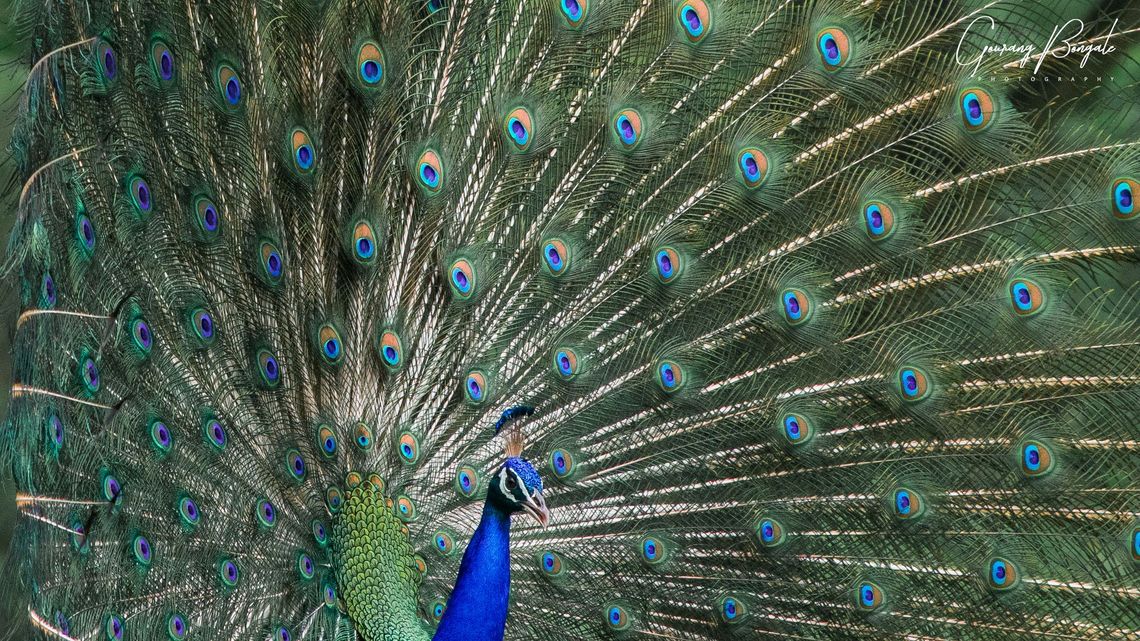 Indian Peafowl