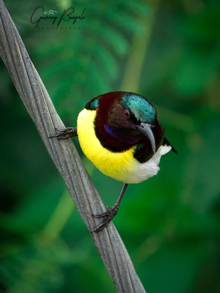 Purple Rumped Sunbird