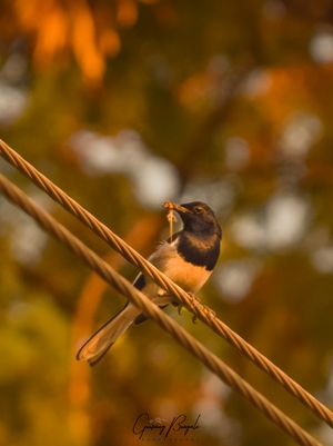 Oriental Magpie Robin