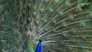 Indian Peafowl