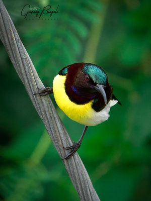 Purple Rumped Sunbird